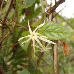 Jasminum preussii Flor