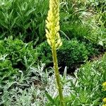 Eremurus stenophyllus Flower