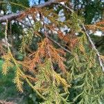 Juniperus procera ഇല