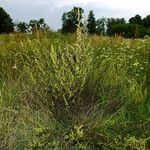 Artemisia chamaemelifolia आदत
