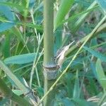 Phyllostachys viridis 葉