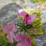 Malva moschataFlower