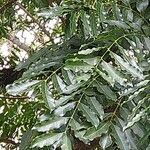 Cabralea canjerana Leaf