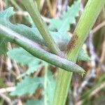Sonchus oleraceus Mosusu