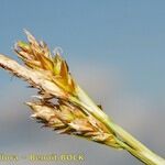 Carex brevicollis Fruit