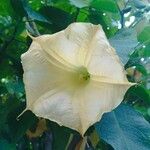 Brugmansia × candida Цветок