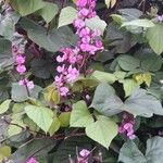 Lablab purpureus 花