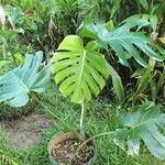 Monstera deliciosaFolio