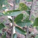 Jasminum didymum Fuelha