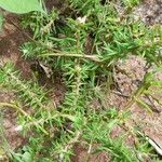 Portulaca pilosa Costuma