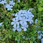 Plumbago europaea Квітка