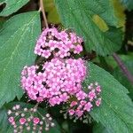 Spiraea japonica花