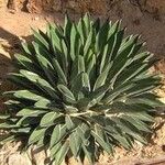 Agave victoriae-reginae Leaf