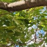 Harpullia arborea Leaf