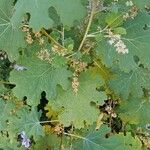Macleaya cordata Leaf