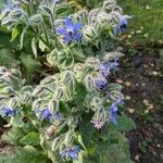 Borago officinalis 整株植物