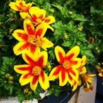 Bidens triplinervia Flower