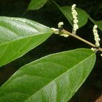 Trophis racemosa Feuille