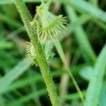 Agrimonia eupatoria फल