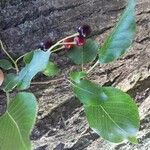 Prunus mahaleb Фрукт