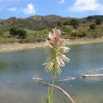 Lamarckia aurea Flower