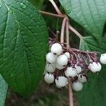 Cornus alba Froito