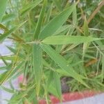Phyllostachys aurea Hoja