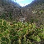 Opuntia littoralis Lapas