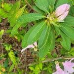 Rhododendron schlippenbachii Blatt