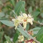 Lawsonia inermis Flor