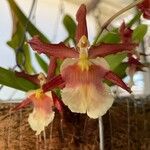 Oncidium crocidipterum Flor