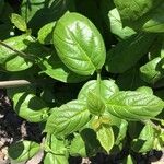 Calycanthus floridus叶