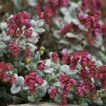 Origanum dictamnus Flower