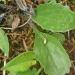 Crepis aurea Sonstige