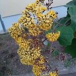 Roldana petasitis Flor