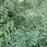 Cirsium oleraceum ശീലം