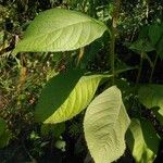 Eirmocephala brachiata Leaf