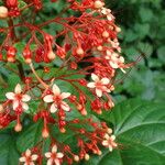 Clerodendrum paniculatum Fleur