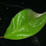 Hiraea smilacina Leaf