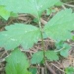 Geum aleppicum বাকল