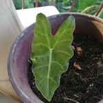 Alocasia micholitziana Leaf