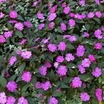 Impatiens walleriana Агульны выгляд