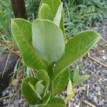 Asclepias viridiflora पत्ता