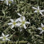 Arenaria pungens Flor