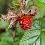 Rubus tricolor Fruit