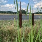 Typha angustifolia Ліст