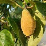 Actinidia deliciosa Fruto