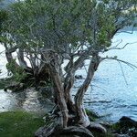 Myrceugenia exsucca Hábito