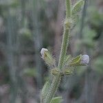 Salvia aegyptiaca Flor