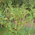 Datura ferox Alkat (teljes növény)